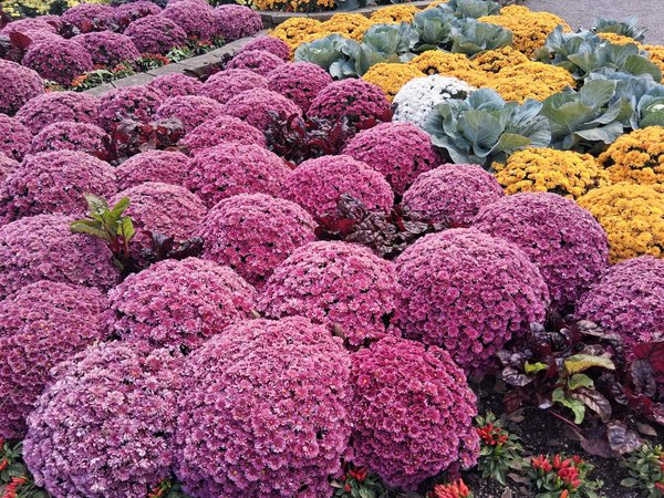 Le robot nettoyage piscine maytronics : votre solution idéale !